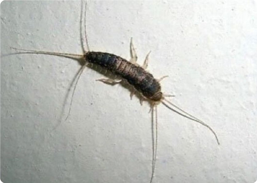 衣魚